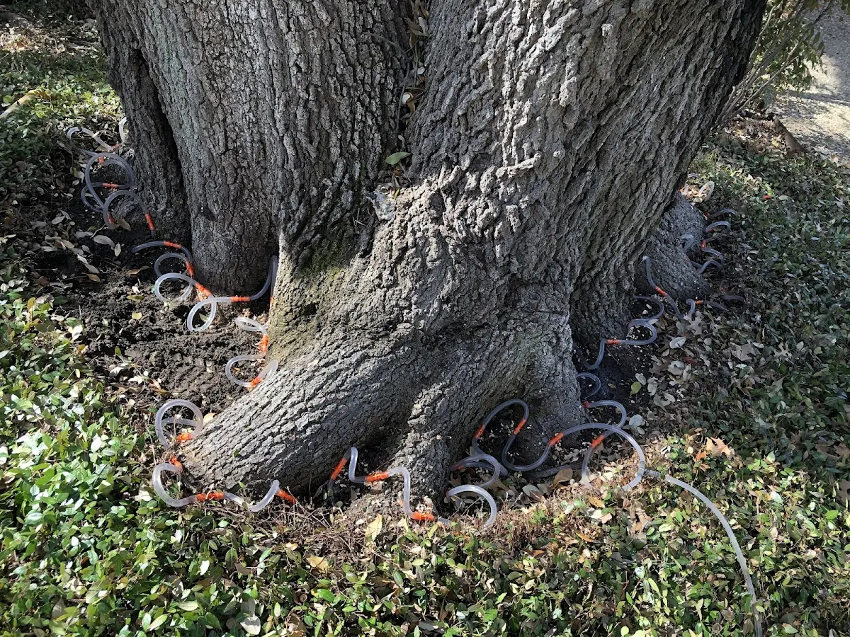 Detailed Tree Cabling and Bracing job site in Honaunau