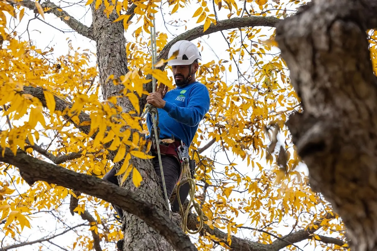 Skilled Tree Trimming crew working in Honaunau